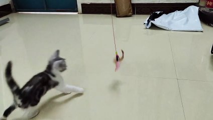 Athletic cats are strong Cats love exercise | muchi cat vlog