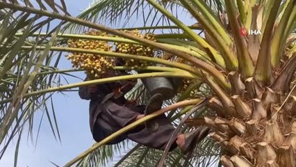 Medine'de hacılar hurmayı dalından topluyor