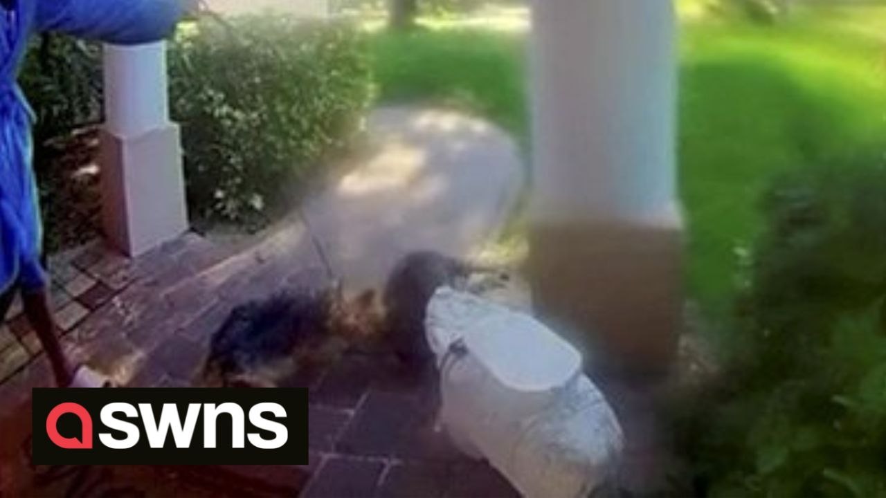 Terrifying moment angry raccoon chased US woman and her dog into her house and refused to leave for OVER AN HOUR