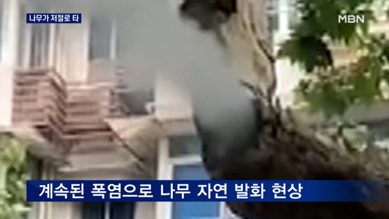 "나무가 저절로 불타요"…펄펄 끓는 중국 남부지방