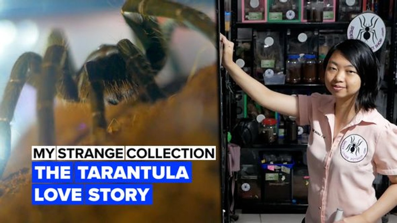 Have arachnophobia? Then this video isn't for you!