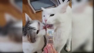 Baby Cats - Cute and Funny Cat Videos Compilation #44  Aww Animals