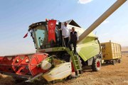 Siirt'te buğday hasadında sona gelindi, 125 bin ton verim bekleniyor
