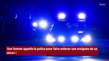 Une femme appelle la police à cause d'une araignée !