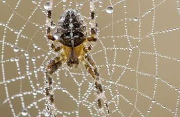 Woman calls police to get spider removed from house!