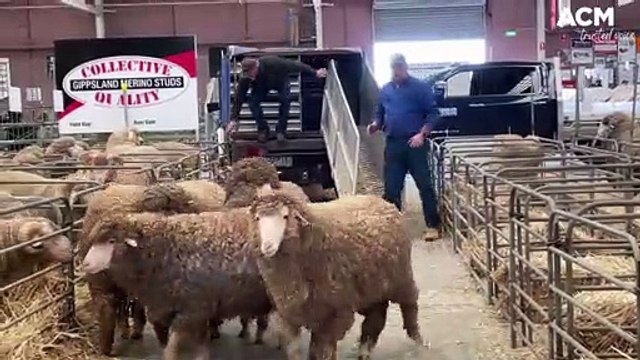 A sneak peak at the Australian Sheep and Wool Show 2022 | July 2022 | Bendigo Advertiser