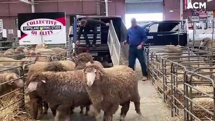 下载视频: A sneak peak at the Australian Sheep and Wool Show 2022 | July 2022 | Bendigo Advertiser