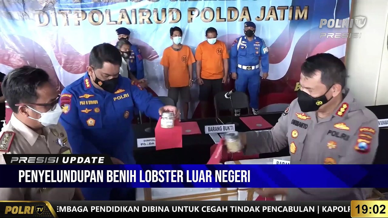 PRESISI UPDATE 19.00 WIB Ditpolairud Polda Jatim Ringkus Sindikat Penyelundupan Benih Lobster Luar Negeri