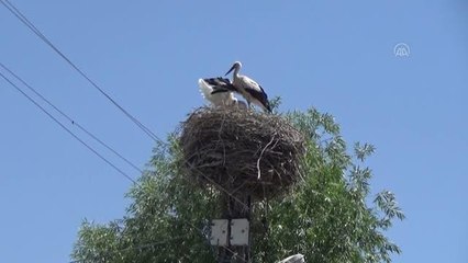 Muş'ta konaklayan leylekler yavrularını büyütüyor