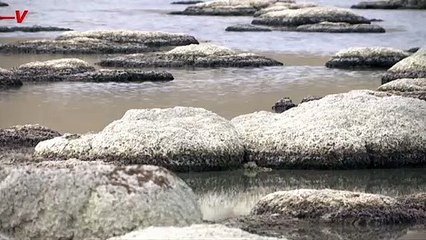 Utah’s Great Salt Lake Is on the Brink of ‘Extinction Event’ as It Reaches Lowest Level in Recorded History