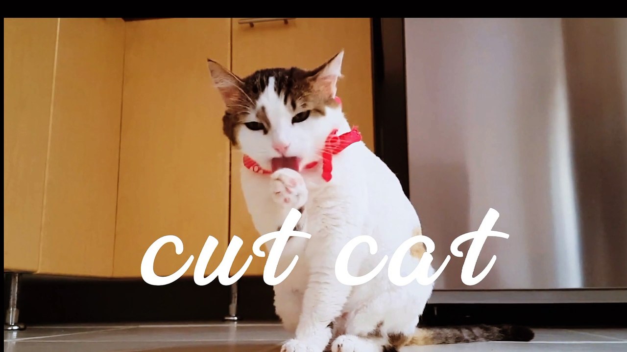 Cute cat