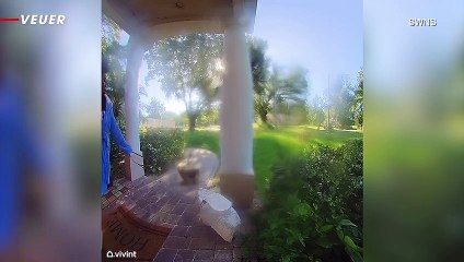 Wild Moment Raccoon Chases Woman and Her Dog into Her House and the Refuses to Leave