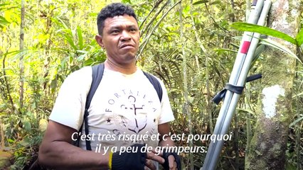 Grimpeurs d'arbres en Amazonie, un rôle vital pour comprendre la biodiversité