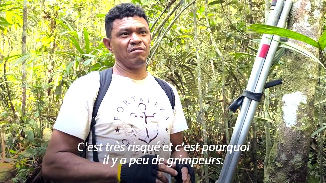 Grimpeurs d'arbres en Amazonie, un rôle vital pour comprendre la biodiversité