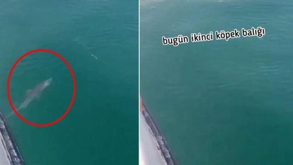 Yalova'da köpekbalığı misinaya vurdu, balıkçının 'bugün ikinci' demesi daha da şaşırttı