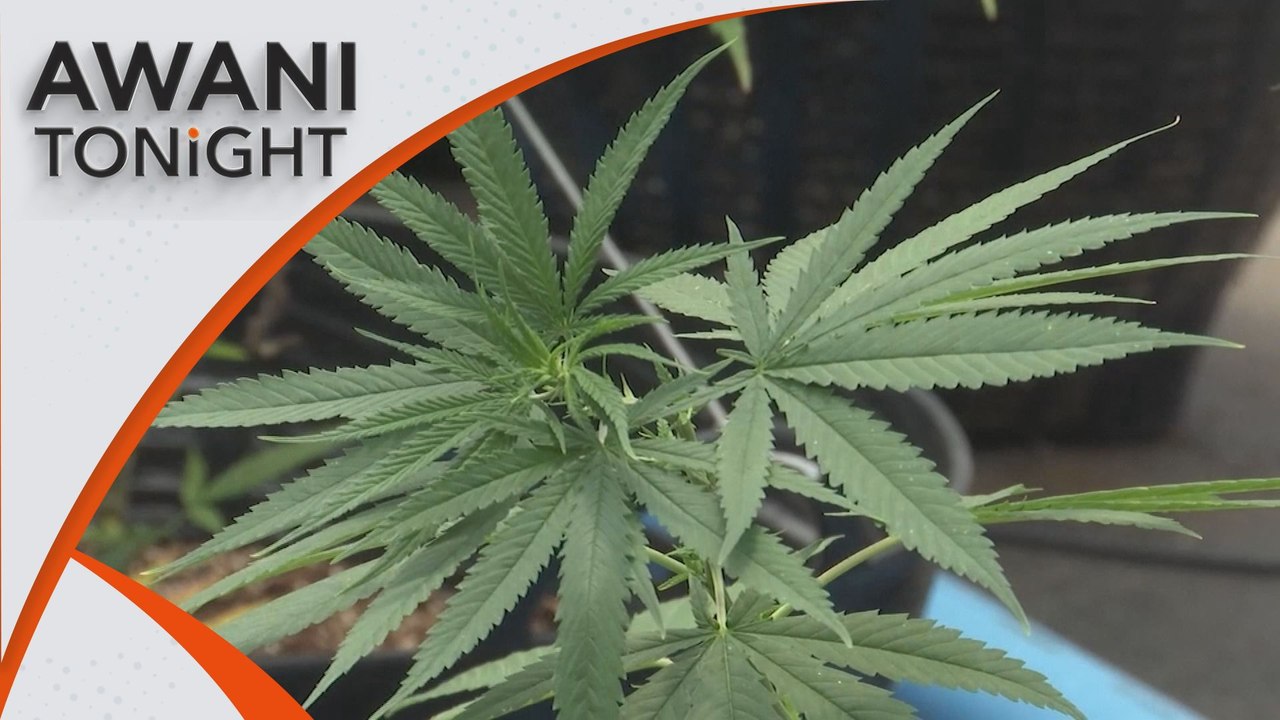AWANI Tonight: Framework on CBD products to be released soon