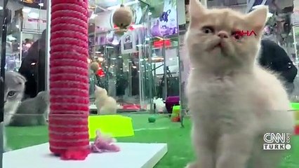 Kedi maması iddialarının hedefindeki firmadan Türkiye açıklaması