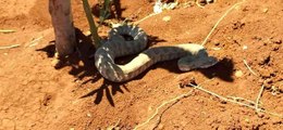 Aşırı sıcak yüzünden topraktan fırlayan zehirli engerek yılanına su içirdi