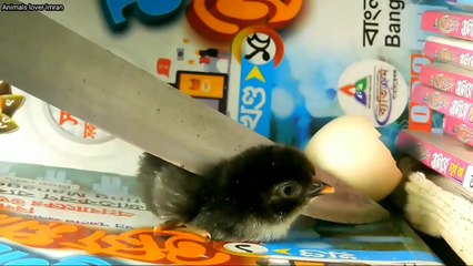 Baby chick cutting video - Chicken chick sad video