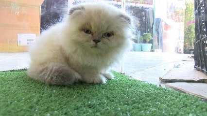 PETSHOP VİTRİNLERİNDEN KEDİ VE KÖPEKLER KALDIRILDI