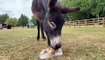 White Post Farm animals keep cool with icy treats