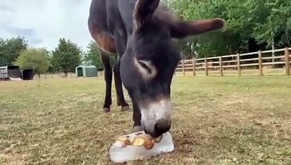 White Post Farm animals keep cool with icy treats