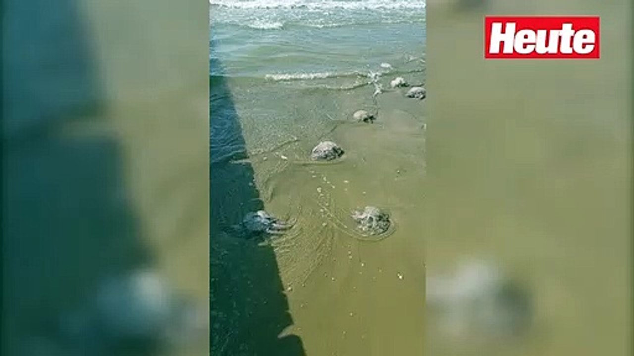 Quallen-Invasion in Jesolo zerstört Italien-Urlaub