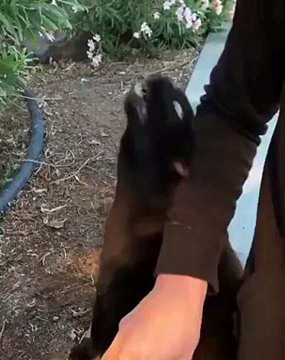 Ce chat aime vraiment beaucoup les calins