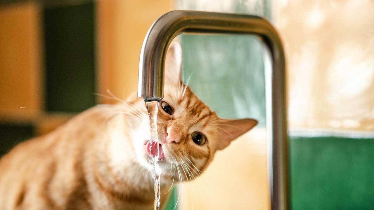 Kein Durst? Ab wann wird's für Katzen gefährlich?