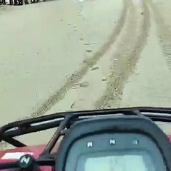 Vea los videos de al menos dos pumas sueltos en Argentina; personal trabaja en recapturarlos
