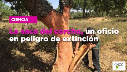 La saca del corcho, un oficio en peligro de extinción