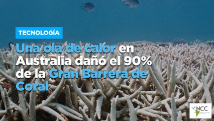 Una ola de calor en Australia dañó el 90% de la Gran Barrera de Coral