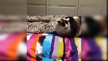 Baby Cats - Cute and Funny Cat Videos home pets #1