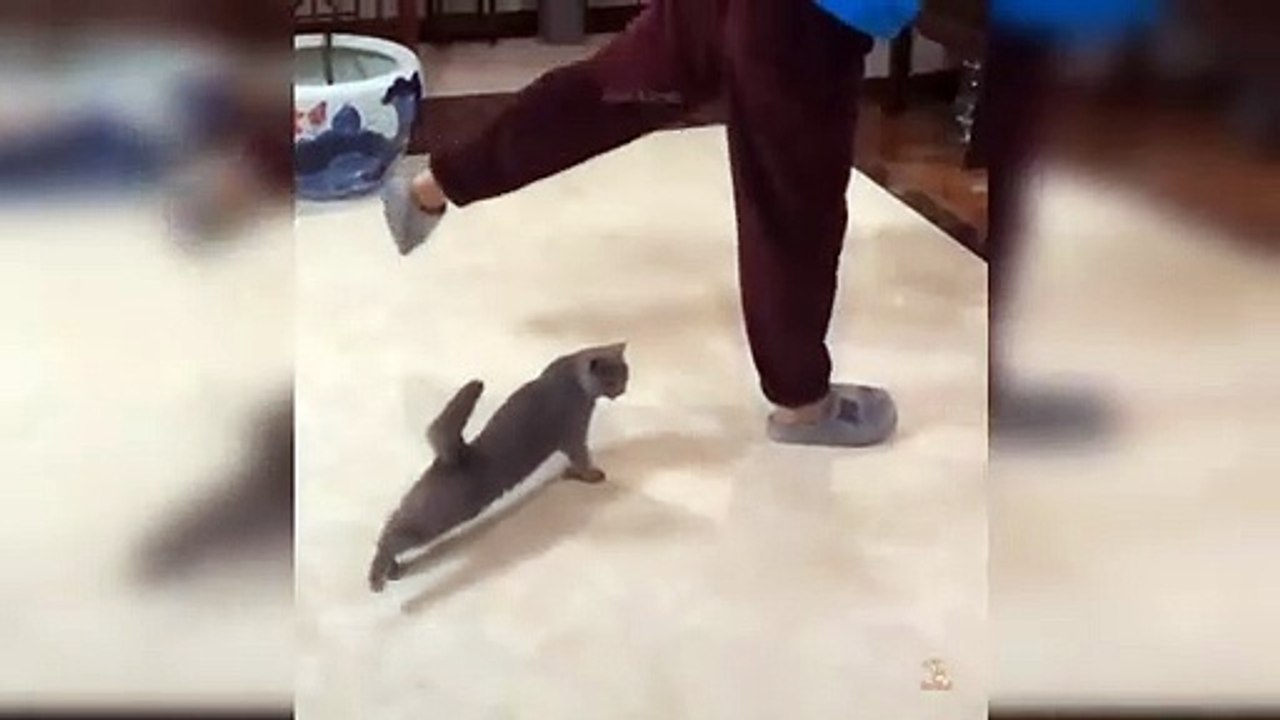 Baby cats - Cute and funny cad videos compilation - Ass Animals #2