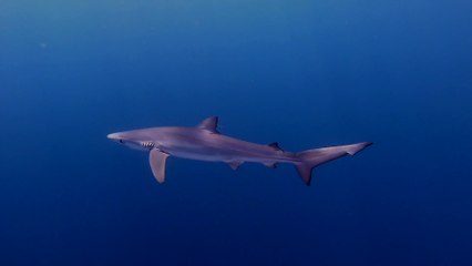 España y Portugal, el terror de los tiburones