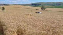 Buğday tarlasına giren otomobilin sürücüsü yaralandı