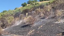 Son dakika... Kartal'da ağaçlık alanda yangın çıktı (3)