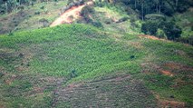 En 2021 cultivos de coca disminuyeron en Colombia, según informe de EE. UU.