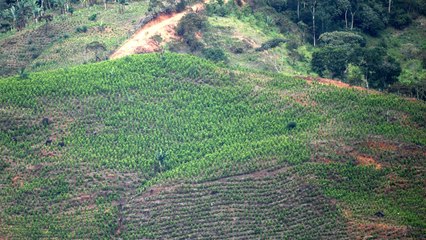 En 2021 cultivos de coca disminuyeron en Colombia, según informe de EE. UU.