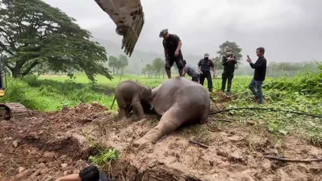 El heroico rescate a una madre elefante y su cría