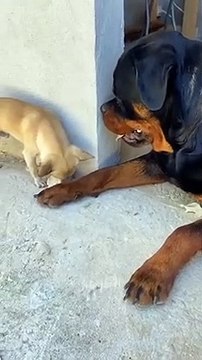 Baby Cats - Cute and Funny Cat Videos _ Baby Dogs - Cute and Funny Dog Videos