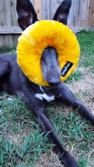Pup Chewing on Donut Toy Has a Hard Time Seeing