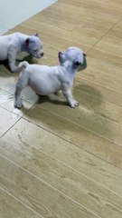 American Bully Puppy Playing Keep Away With Friend