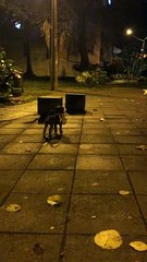 Puppy's First Day at the Dog Park