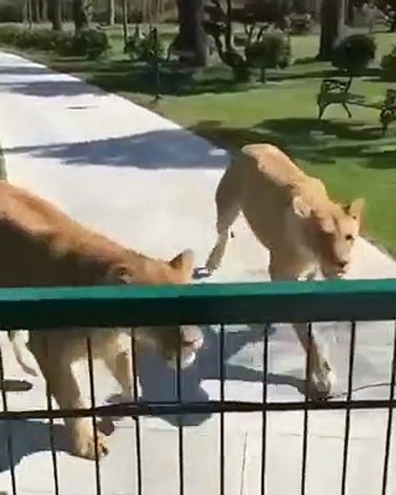 In Switzerland a woman raised a pair of lions. The authorities confiscated them for a zoo.