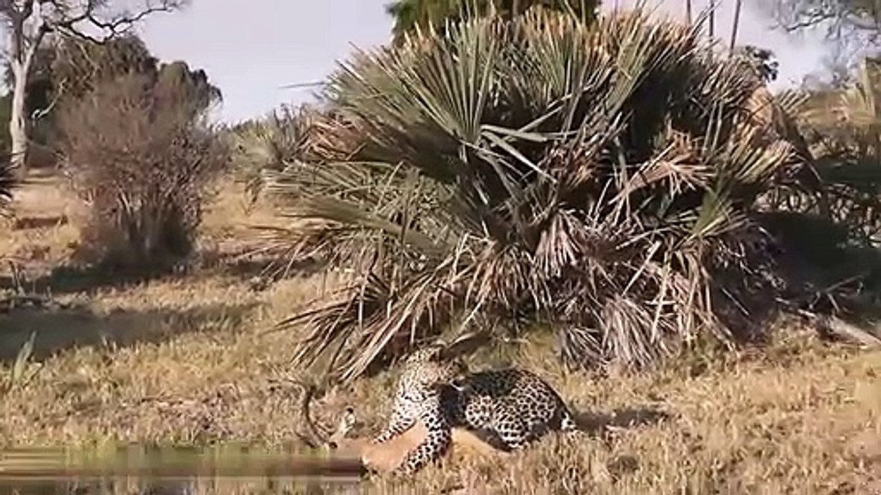 شاهد  قرد البابون ينقذ غزال من فهد وضبع من موت محقق سبحان الله