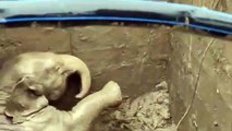 Bebê elefante é resgatado na Tailândia