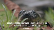 Primeira cobra anaconda amarela mutante do mundo é encontrada em Belém