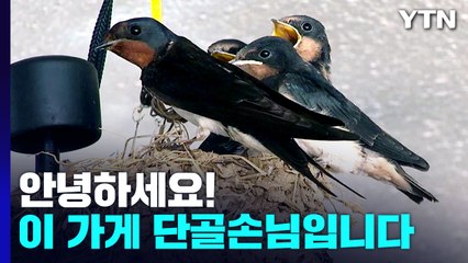건어물 가게에 둥지 튼  '제비 가족'...10여 년째 '단골손님' / YTN