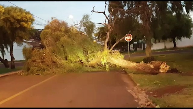 Árvore de grande porte cai e interdita via na Rua Adoniran Barbosa, no Brasília